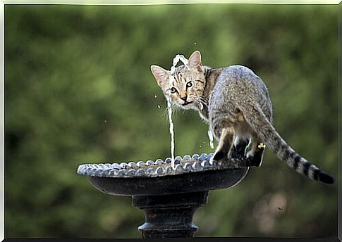 cat-water-fountain