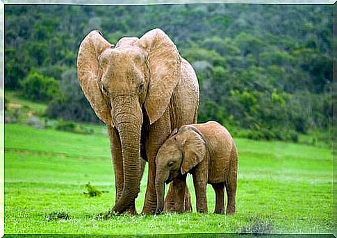 Elephants