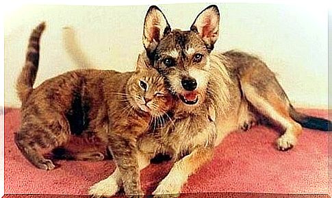 The incredible story of Ginny, the dog who saved cats