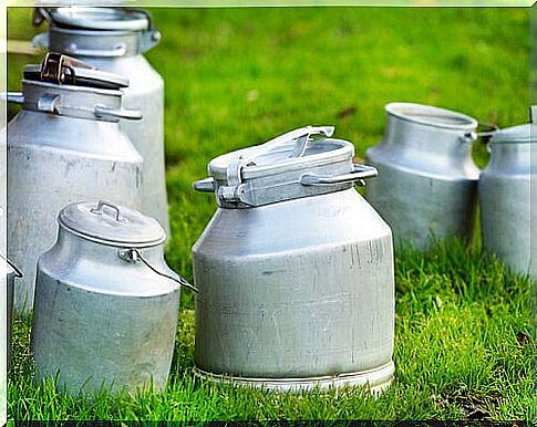 churns with milk in the meadow