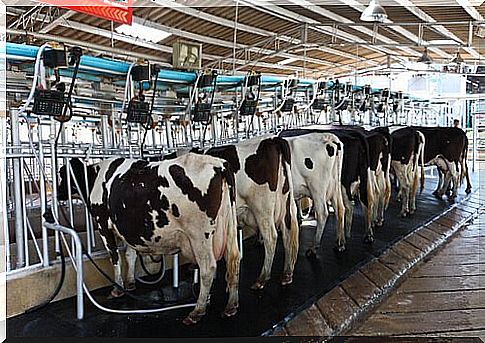 a battery of milked cows