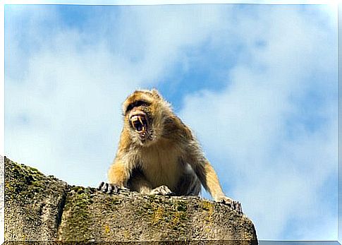 Macaque