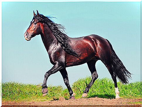 The most elegant of horses: the Andalusian