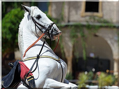 horse-andalusian-2