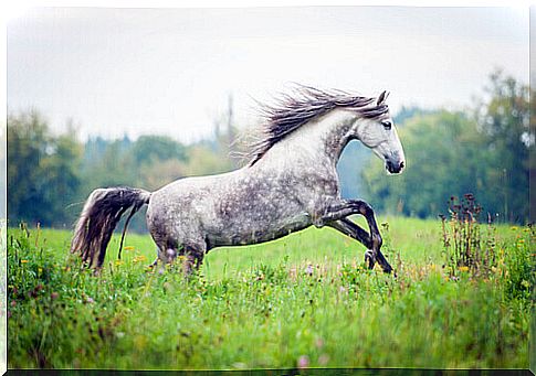 horse-andalusian-3