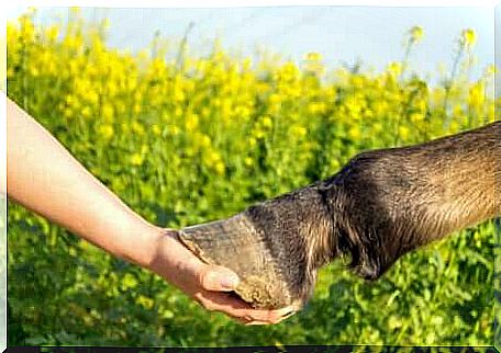 The hoof is perhaps the most important part of racehorses.