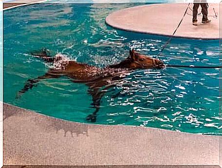 Swimming pools adapted for large animal physiotherapy are an excellent resource for treating tendonitis in racehorses.