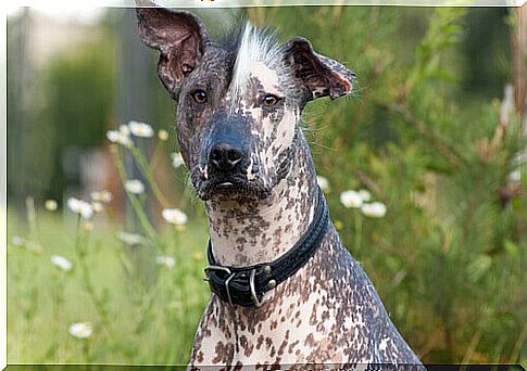 Xoloitzcuintle