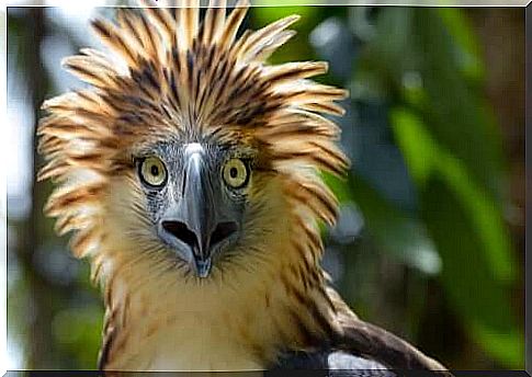 The Philippine eagle, an almost extinct giant