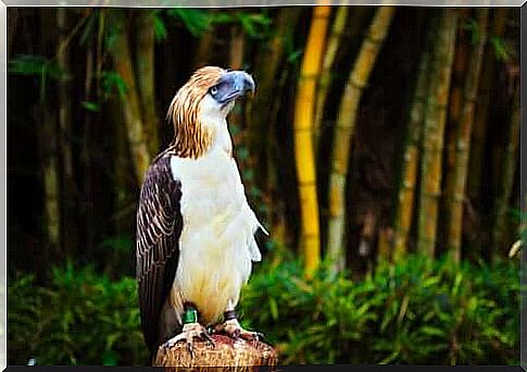 Philippine eagle specimen