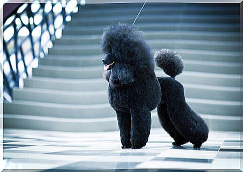 The Poodle: an unmistakable look