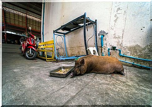 The problem of wild boars in the city