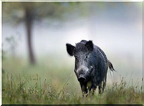 a black boar walks in a wood