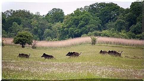 a group of wild boars runs in a meadow