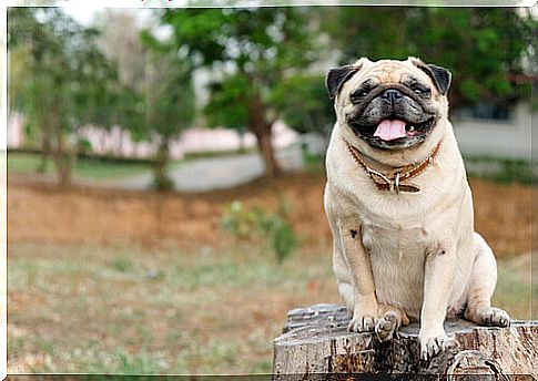 The pug: the ideal dog