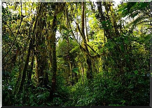 The most biodiverse forests on the planet