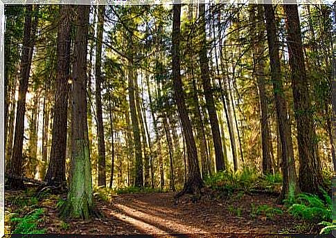 The forests of Vancouver