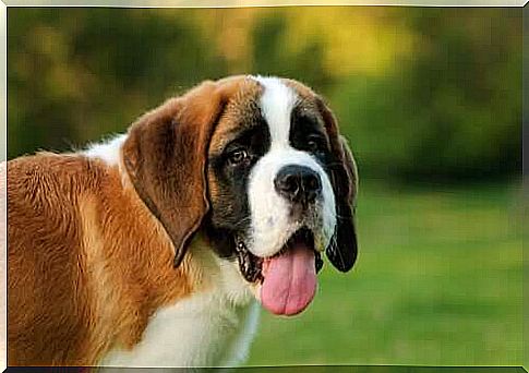 The Saint Bernard dog: care and characteristics of the most loved giant