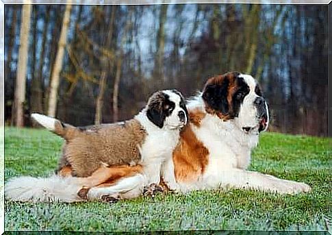 The Saint Bernard dog is an excellent guard dog