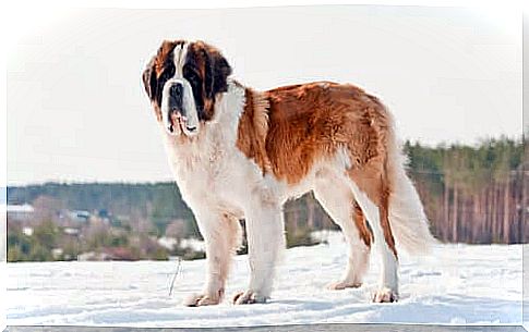 The St. Bernard dog is often used as a rescue dog for travelers who stray