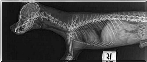 X-ray of a dog's spine.