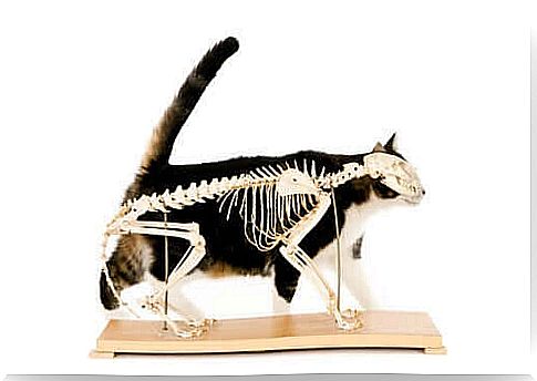 Skeleton of a cat.