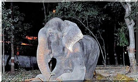 The tears of Raju, the elephant released by an NGO