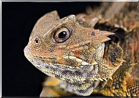 The Texas horned lizard: a reptile that weeps blood