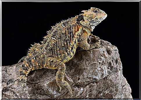 The horned lizard.