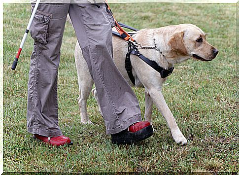 The training of guide dogs