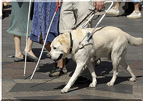 a guide dog next to a blind person walking