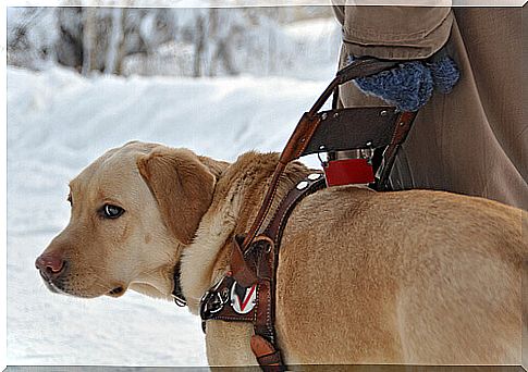 un cane guida sulla neve