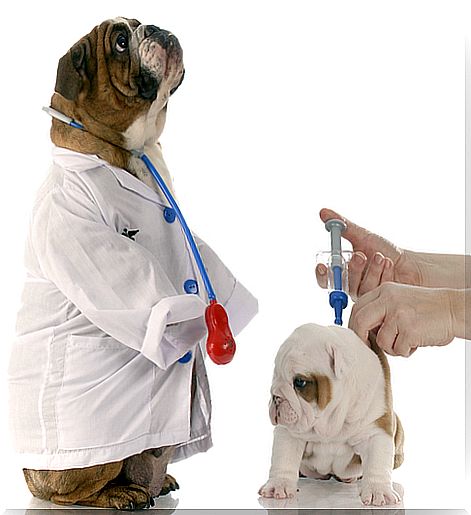 The vaccination cycle of dogs