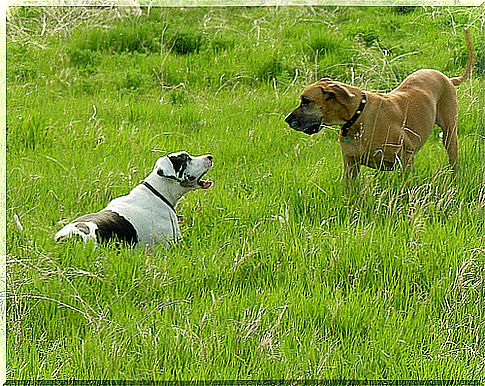 communication-between-two-dogs