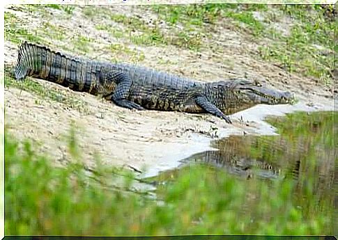 The yacare caiman, the alligator of South America up to 3 meters long