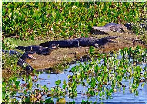 specimens of yacare caiman on a shore