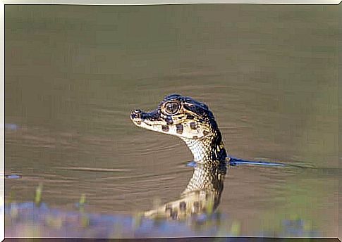 yacare caiman cub