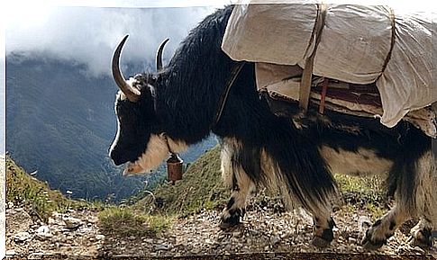 Tibetan ox carrying a load along the mountain trails.