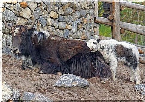 Yak with her cub inside a fence.