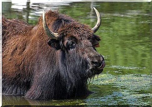 Yak taking a bath in a lake.