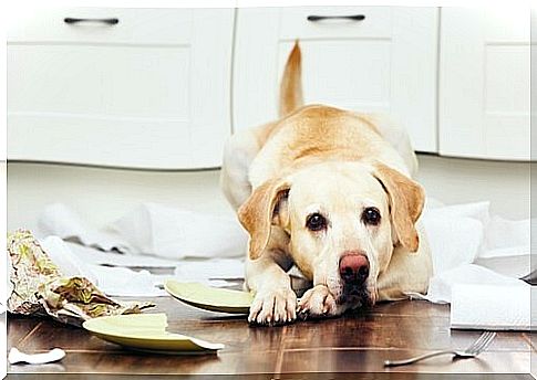 a labrador retriever who destroyed many objects