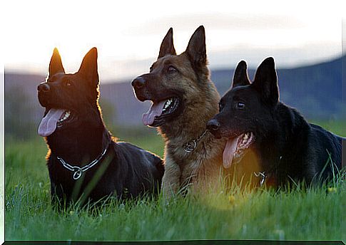 3 dogs sitting on the lawn