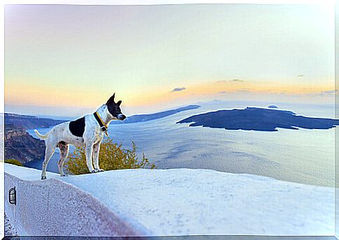 dog traveling to the sea