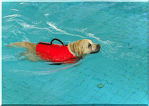 Rehabilitation of the dog in the water