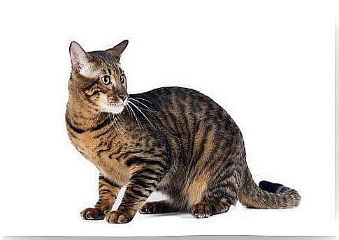 Toyger cat, a miniature tiger