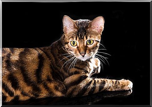 Head and front legs of the Toyger Cat