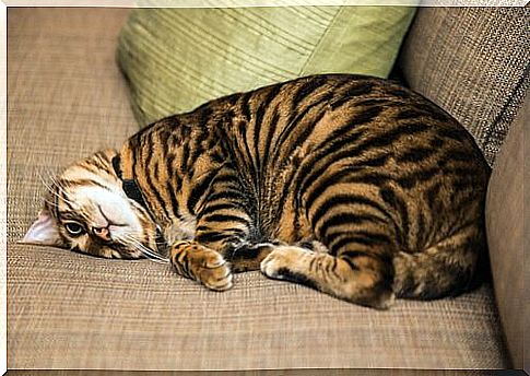 Toyger cat plays on the sofa