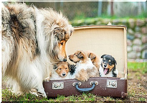 Turn old suitcases into dog kennels