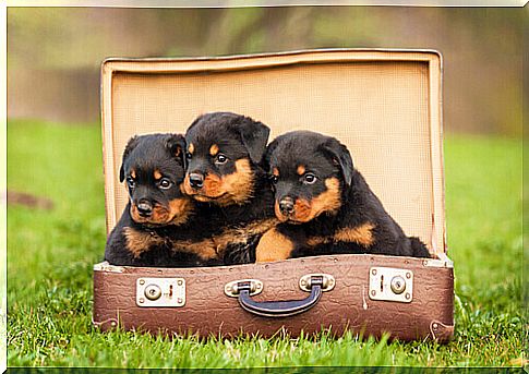 suitcase-dog-bed2