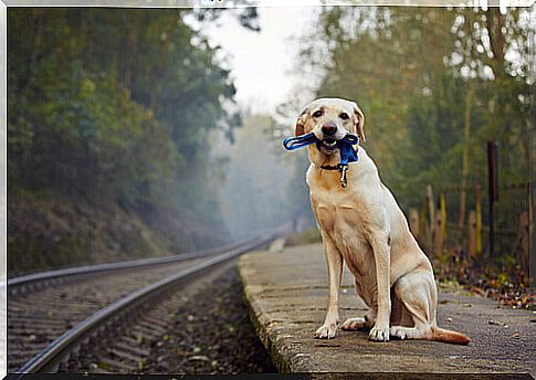 Traveling by train with animals